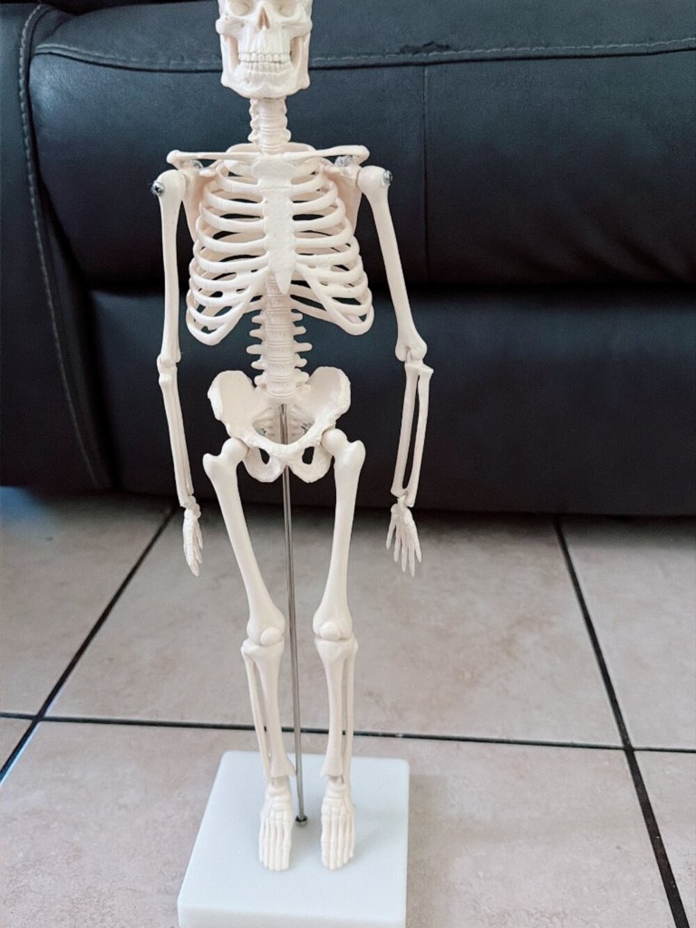 Mini Human Skeleton Model 17.7 Inch Anatomical Desktop Skeleton with Stand